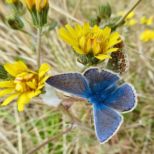 Blue butterfly in grass with yellow dandelion flowers
